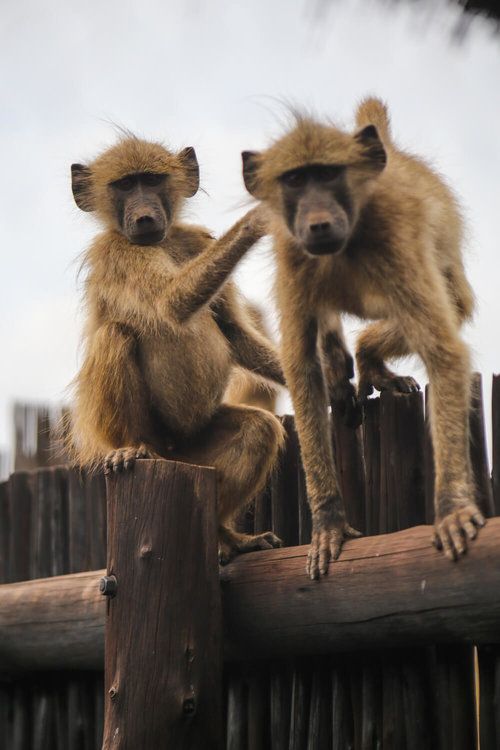 2-Day Sabi Sands Safari – Spot the Big Five