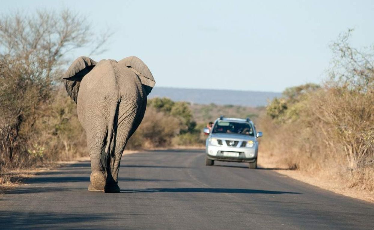 Safari económico de 5 días para ver animales salvajes – Glamping en el Parque Nacional Kruger