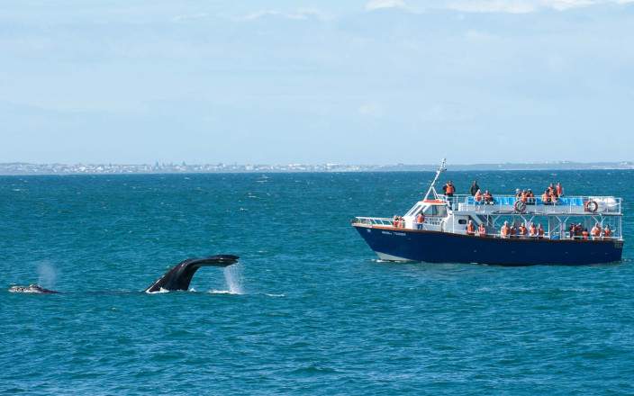 Tour de 1 Día por la Ruta de las Ballenas – Experiencia en Hermanus