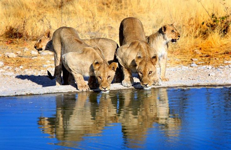 2-Day Etosha Safari from Windhoek – Lions, Elephants & More