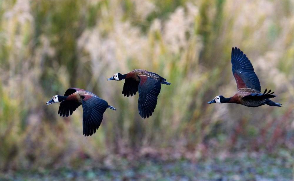 Safari guiado de media mañana en Dinokeng – Medio día