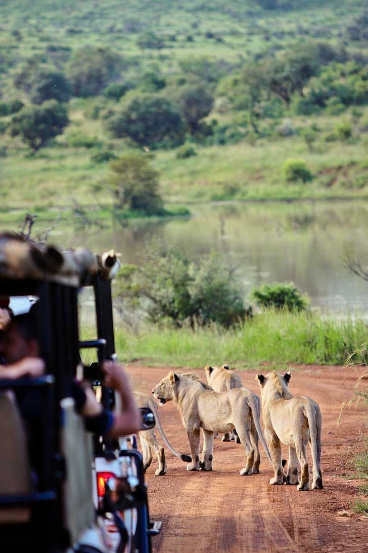 Safari de 2 dias en el Gran Kruger – Escapada economica con fauna silvestre