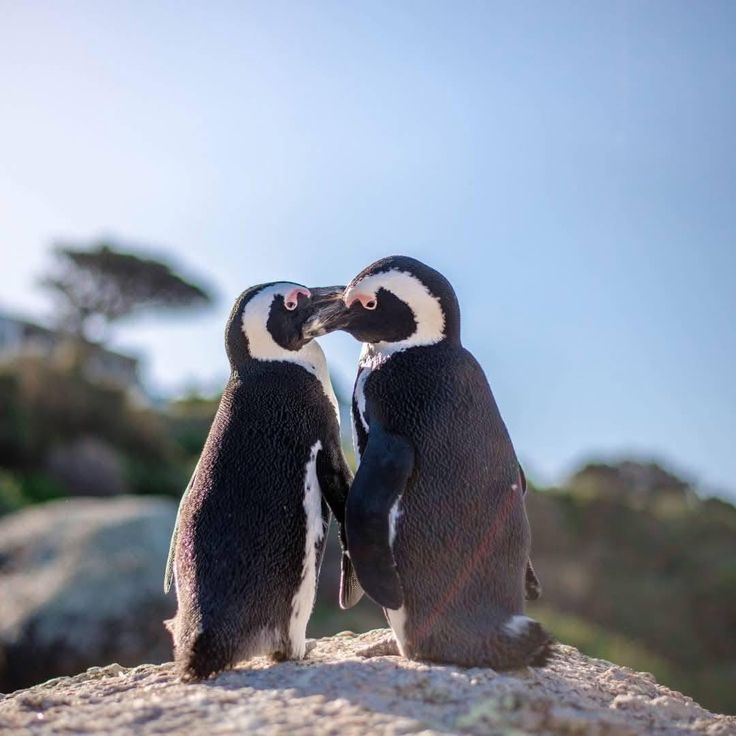 Safari de aventura costera y vida silvestre – 3 días