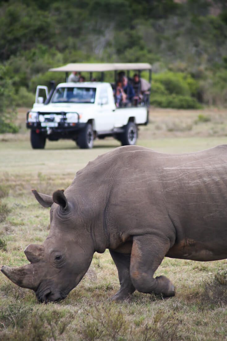 1-Day Kruger Safari at Sunset – Chase the Big Five at Dusk