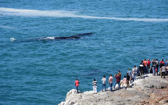 Tour de 1 Día por la Ruta de las Ballenas – Experiencia en Hermanus