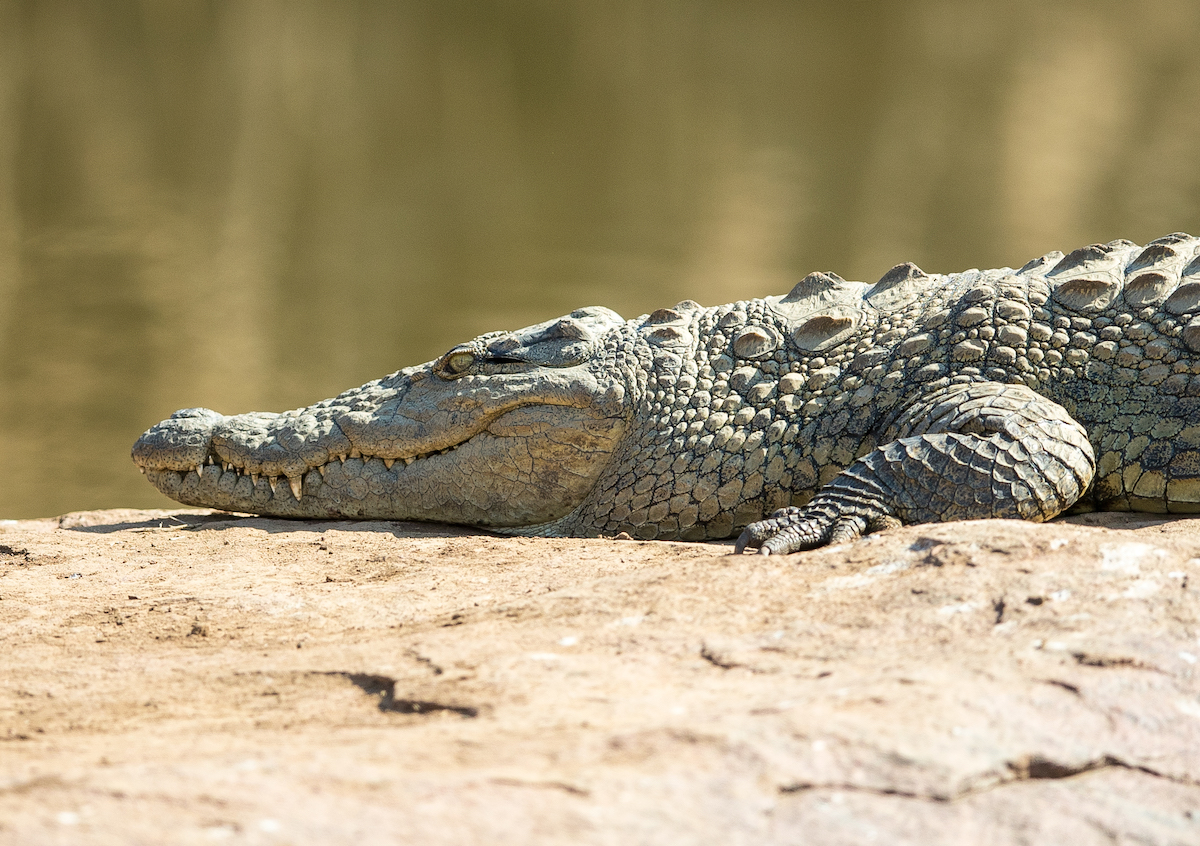 4-Day Signature Kruger & Panorama Wildlife Adventure