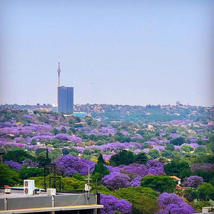 ½-Day Pretoria Highlights Adventure