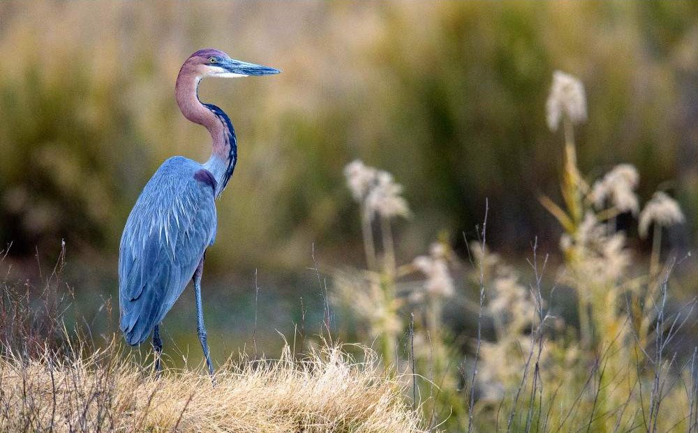 Safari guiado de media mañana en Dinokeng – Medio día