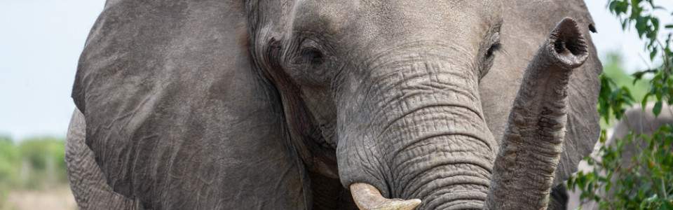 4 day private Chobe safari and Victoria falls escape