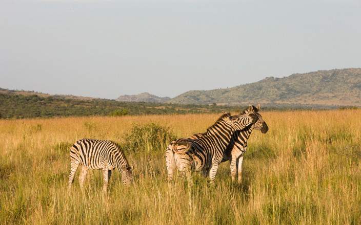 2 day luxury safari experience at Black Rhino game lodge