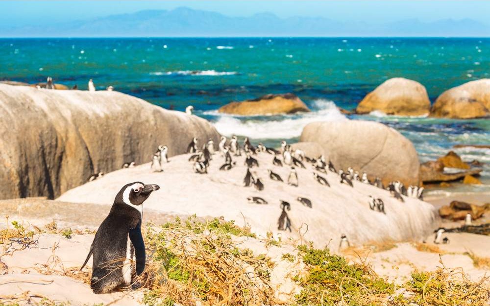 Safari de 7 Días en Ciudad del Cabo y el Parque Nacional Etosha