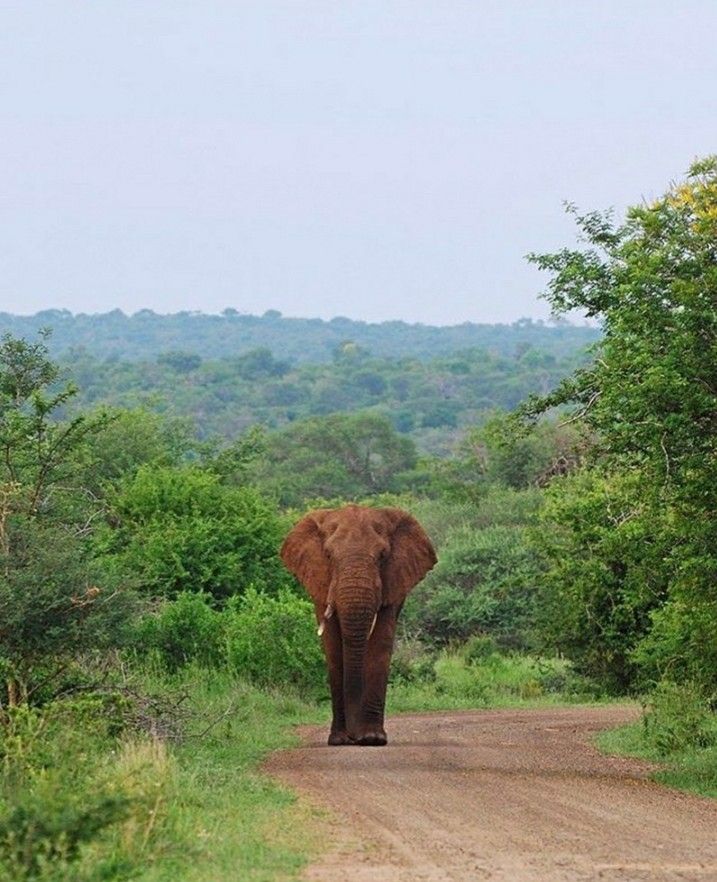 Safari de 2 dias en el Gran Kruger – Escapada economica con fauna silvestre