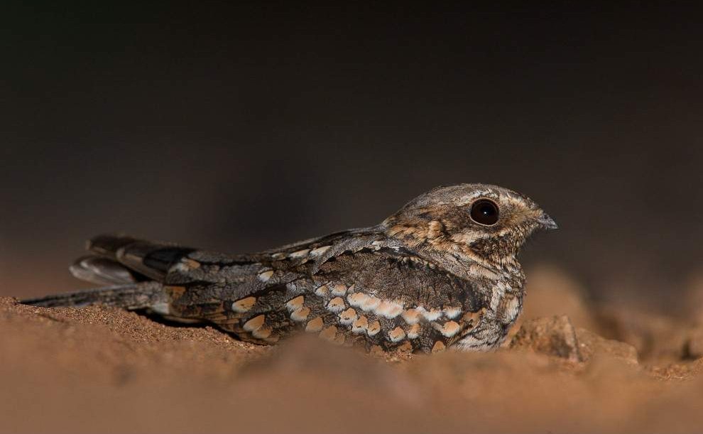 3-Day Exclusive Luxury Escape at Black Rhino Game Lodge