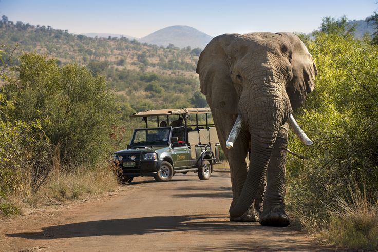 2-Day Authentic Big Five Camping Safari at Pilanesberg
