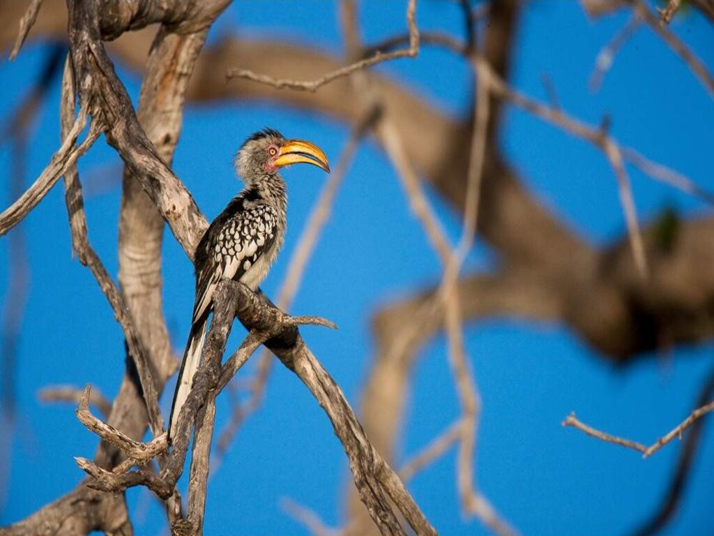 Safari económico de 7 días por el Parque Nacional Kruger, las Cataratas Victoria y el Parque Nacional de Chobe