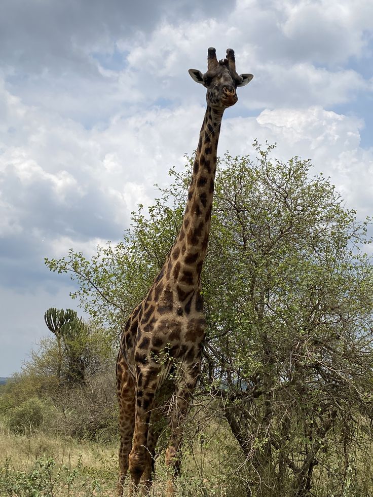 1-Day Wild Chobe Big Five Safari – Kasane Pickup