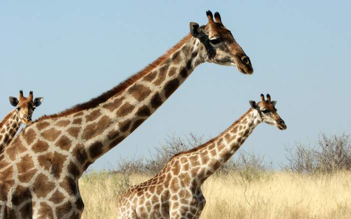 5 días safari en Namibia con una visión de la cultura Himba
