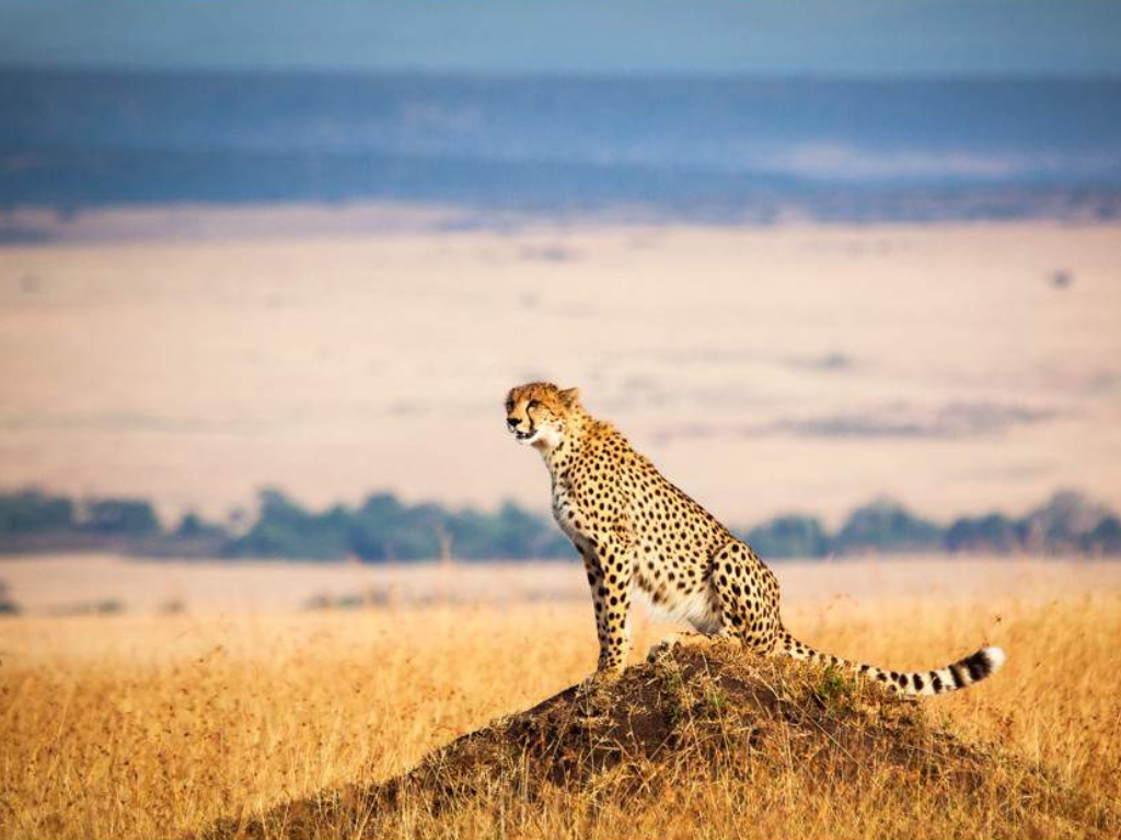 Safari de 5 Días de Lujo en Kenia: Maasai Mara, Lagos y Exclusividad