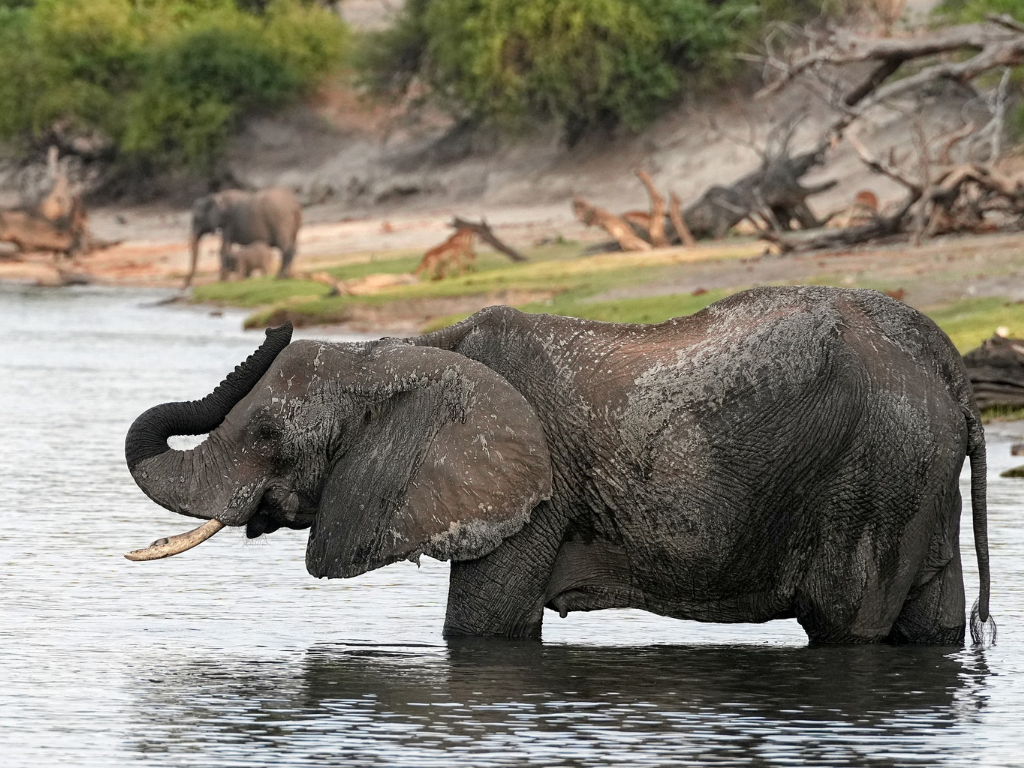 3-Day Okavango Mokoro Trails & Bush Camping Experience