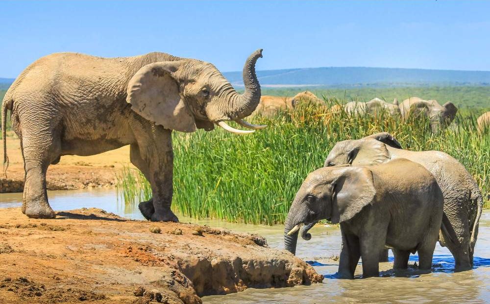 Encuentro con Elefantes y Experiencia en Santuario – 1 día