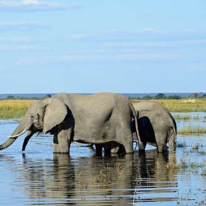 3-Day Authentic Chobe Safari – Big Five & Luxury Stay