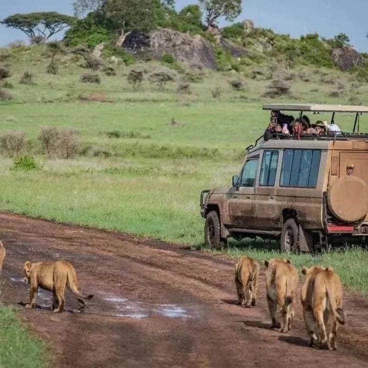 1-Day Cape Town Big Five Adventure with All Meals