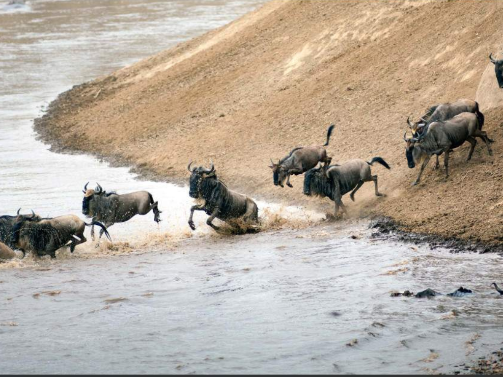 Safari Aéreo de 5 Días desde Zanzíbar: Serengeti, Ngorongoro y Tarangire