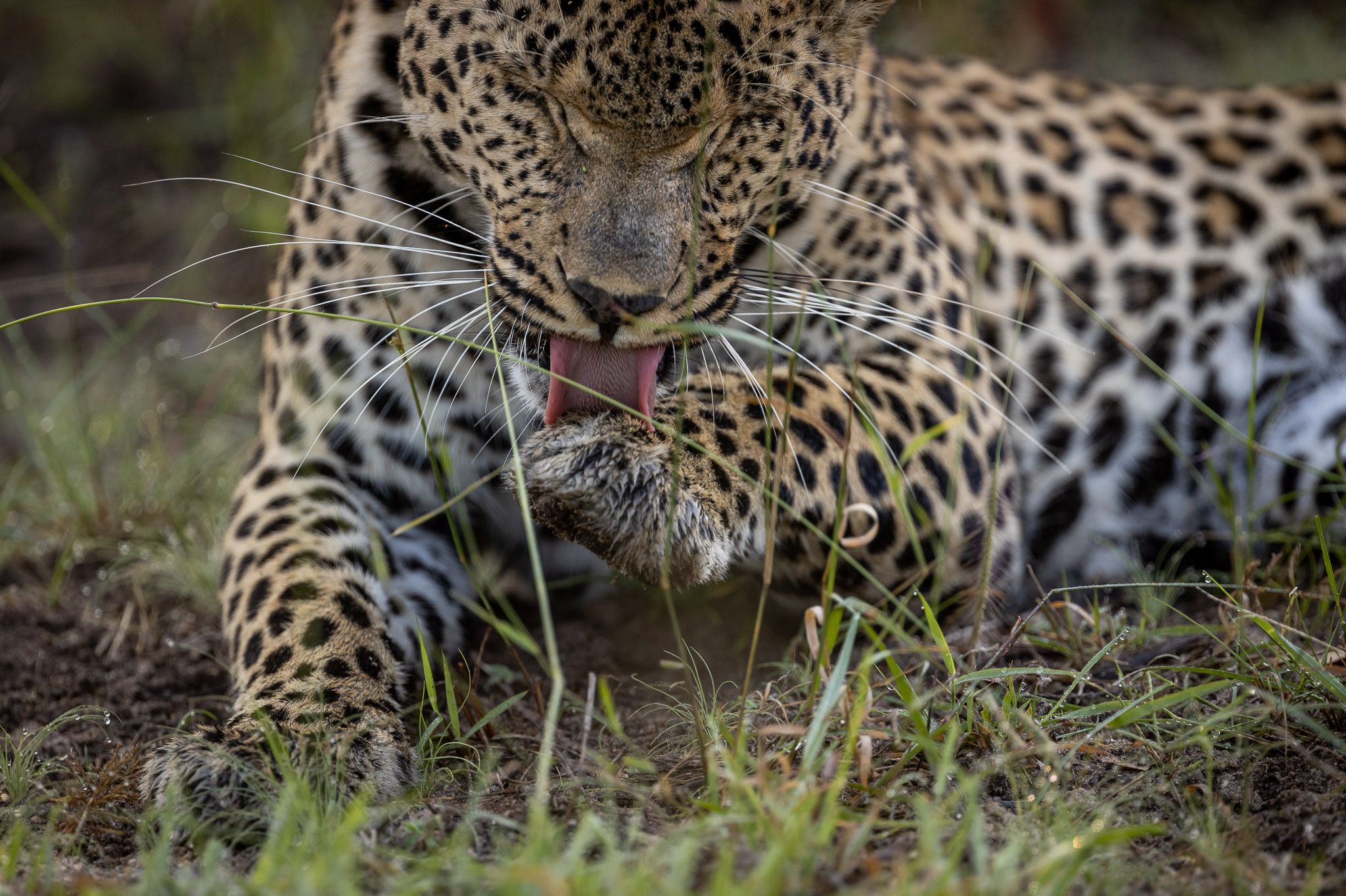 3-Day Authentic Sabi Sands Big Five Safari