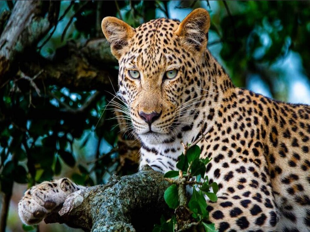 Safari económico de 7 días por el Parque Nacional Kruger, las Cataratas Victoria y el Parque Nacional de Chobe