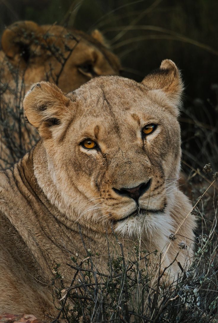 3-Day Safari and Wine Tour – Cape Town