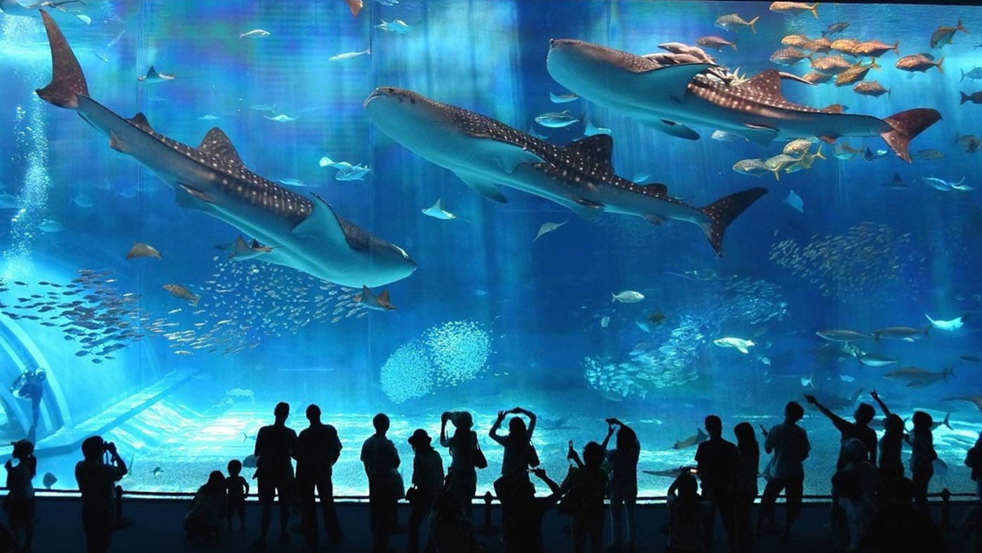 Discounted COEX Aquarium Ticket