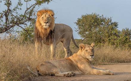 Safari en el campamento Langa Langa, sur del Kruger – 3 días