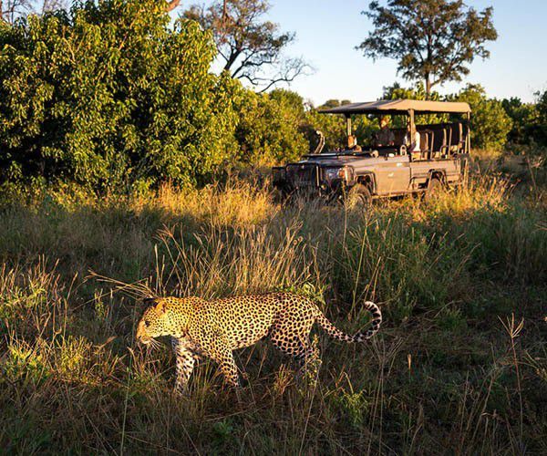 3-Day Authentic Chobe Safari – Big Five & Luxury Stay