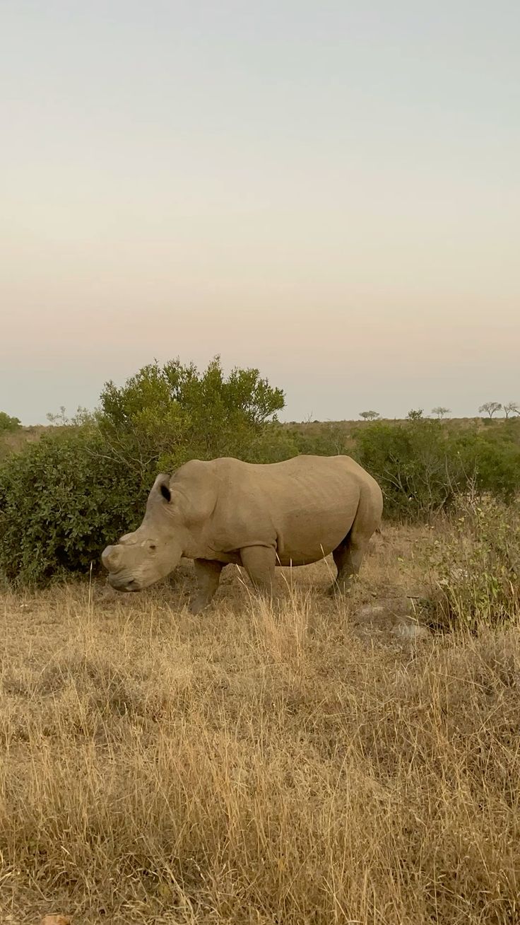 Safari de 2 dias en el Gran Kruger – Escapada economica con fauna silvestre