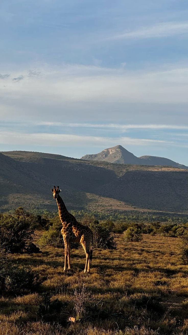 2-Day Inverdoorn Safari – Big Five Cape Town Experience