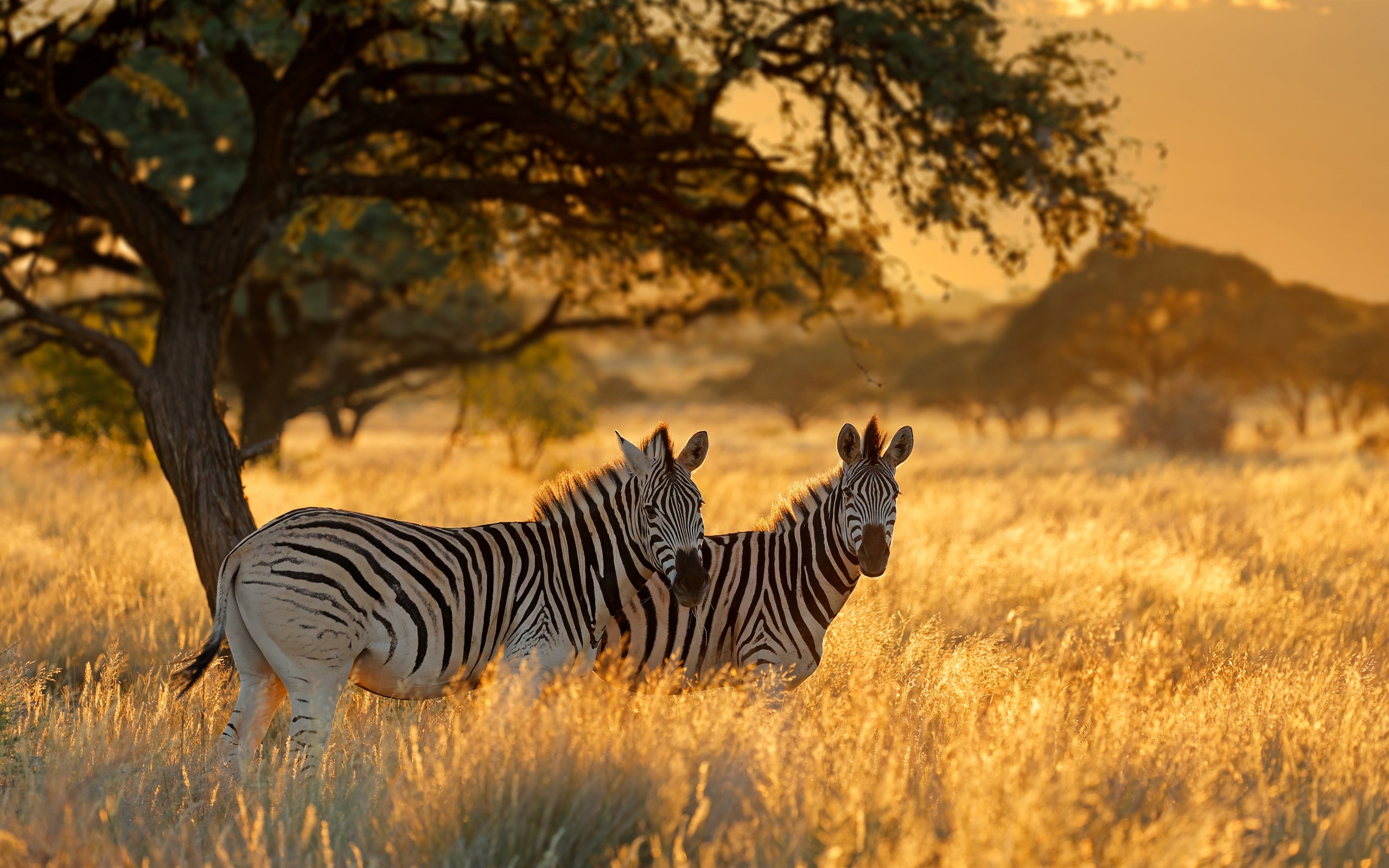 Safari al Amanecer en Kruger – Medio Día