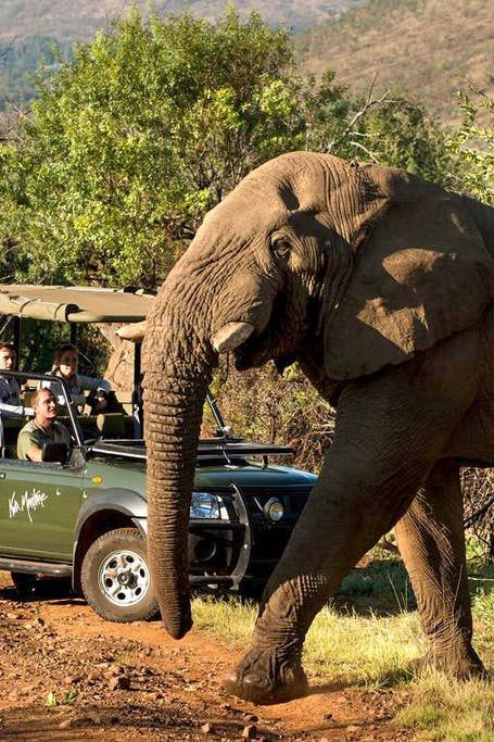 1-Day Pilanesberg Wildlife Safari – A Big Five Escape from the City