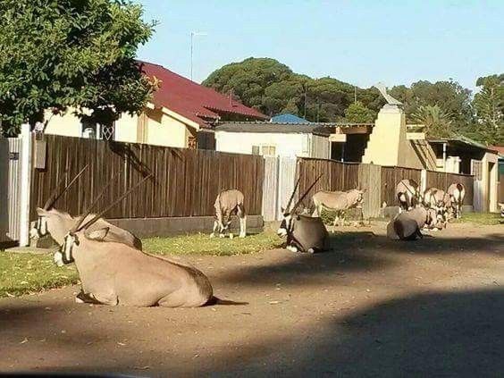 1/2 day Windhoek wildlife and city adventure with lunch