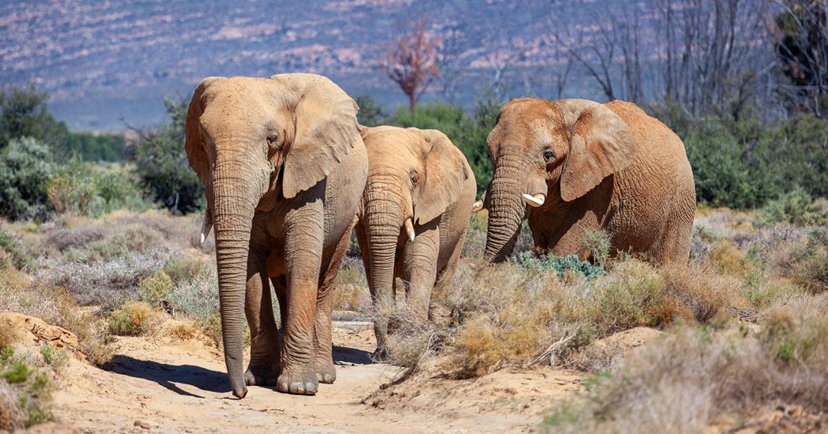 3 Day Big Five & Cheetah Run Safari – Inverdoorn