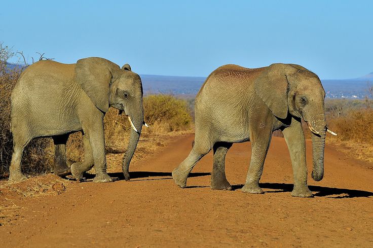 1-Day Cape Town Big Five Adventure with All Meals