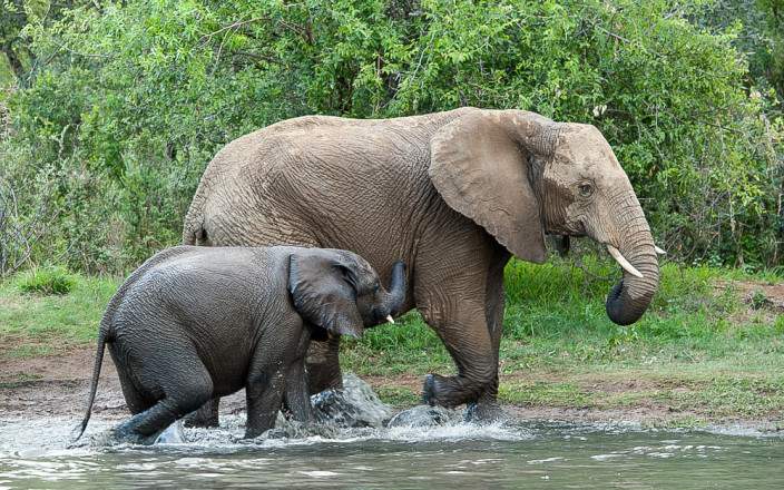 3 day Pilanesberg safari experience – Kwa Maritane