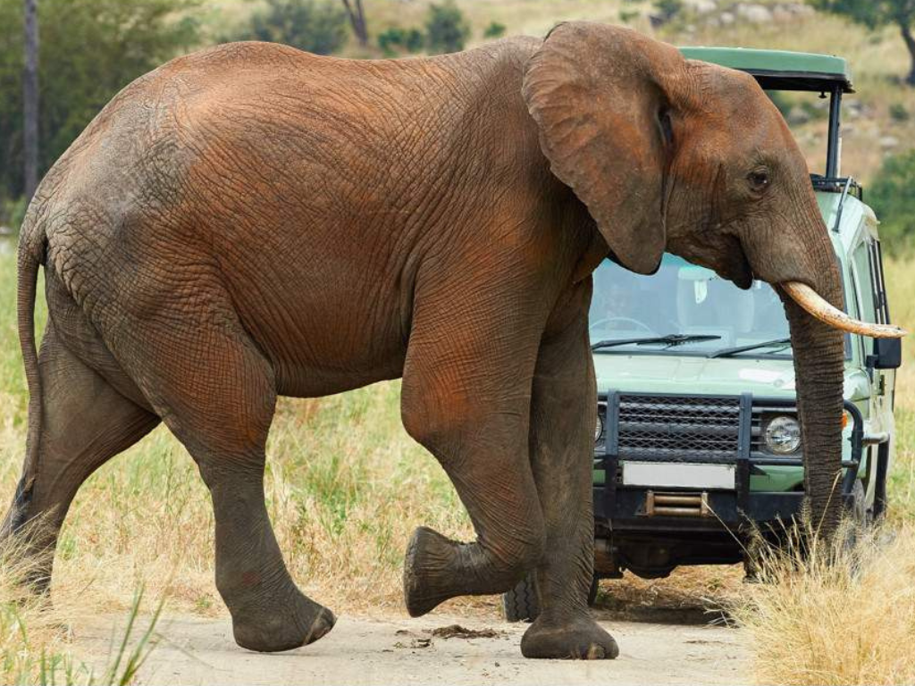 Safari Aéreo de 5 Días desde Zanzíbar: Serengeti, Ngorongoro y Tarangire