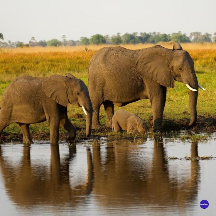 3-Day Chobe and Okavango Wildlife Safari