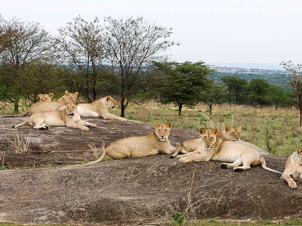 Safari Aéreo de 5 Días desde Zanzíbar: Serengeti, Ngorongoro y Tarangire