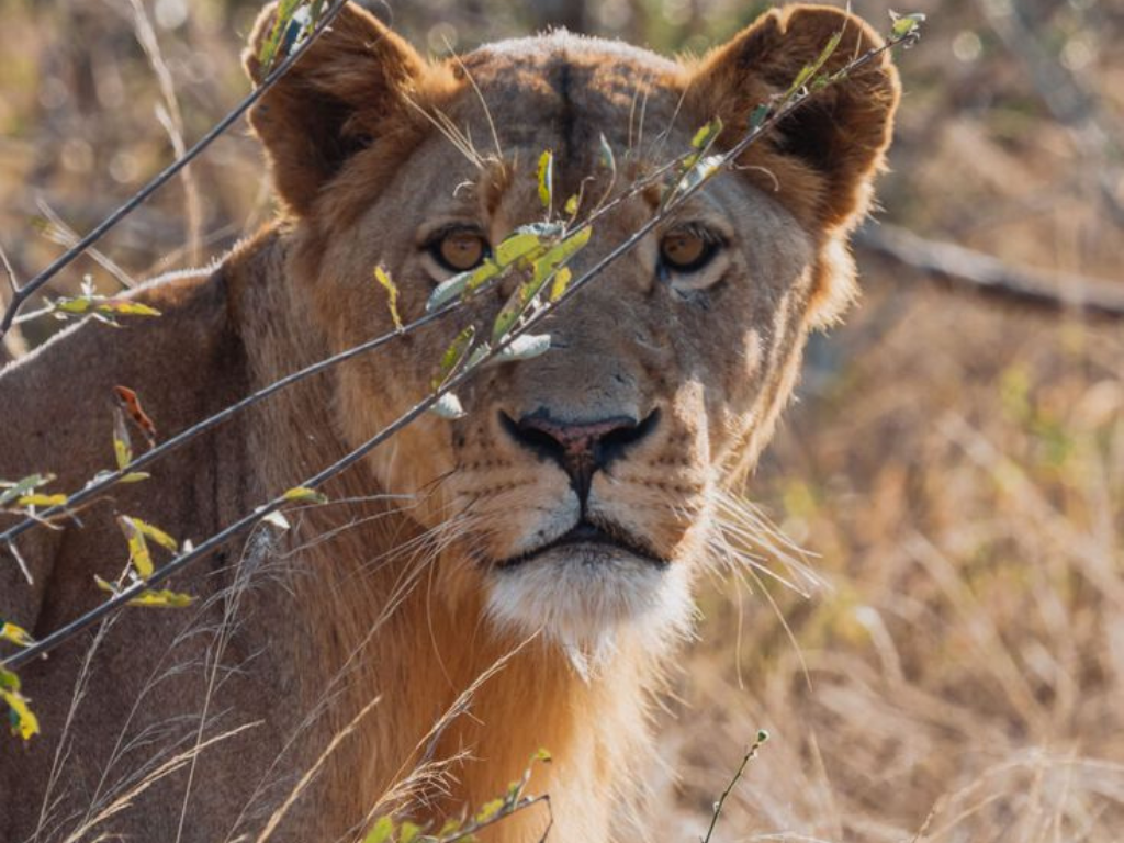 3-Day Kruger Wildlife Luxury Adventure