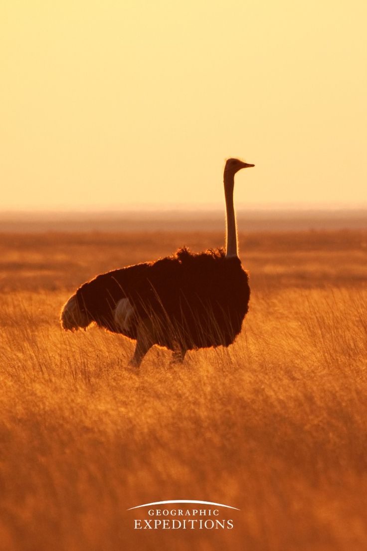 2-Day Sabi Sands Safari – Spot the Big Five