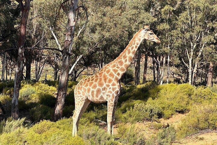 2-Day Etosha Safari from Windhoek – Lions, Elephants & More