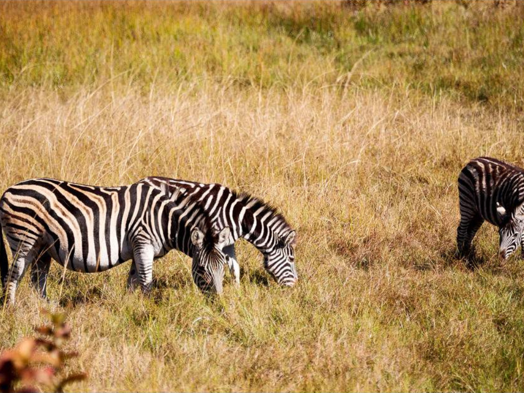 Aventura de 5 Días en Esuatini: Cultura, Fauna y Paisajes