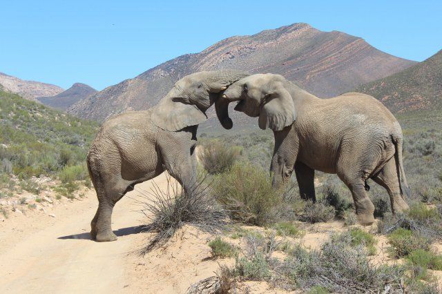 4 day private scenic, wild romantic Garden route tour