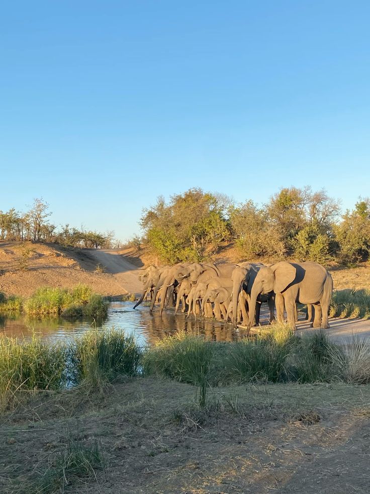 1-Day Kruger Safari at Sunset – Chase the Big Five at Dusk